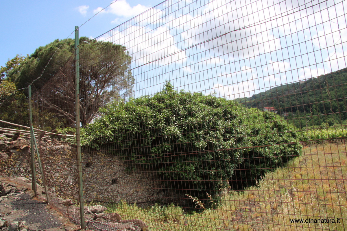 iorato san Giacomo-16-06-2023 13-47-03
